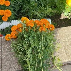 25pc Fresh Cut Merigold Flowers For Sale 