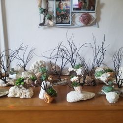 Sea Shell Creations With Artificial succulents. 