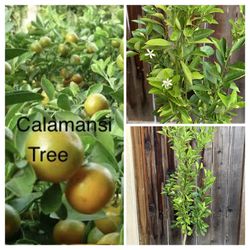 Flowering Fruiting Calamondin Calamansi Grafted Asian Live Fruit Tree (tac Tron Chua) 桔子 Filipino Favorite in 5 Gallon Pot  Cash only  