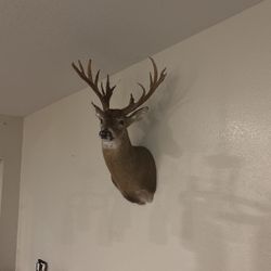 Texas White Tail 16 Point Shoulder Mount