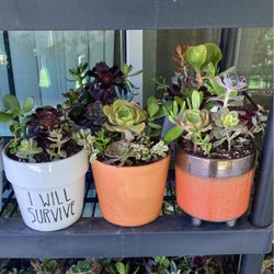 Beautifully Potted Succulents