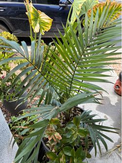 Natural Big plants