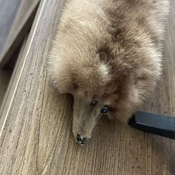 Vintage 1961 Mink Stole (Original Tags)
