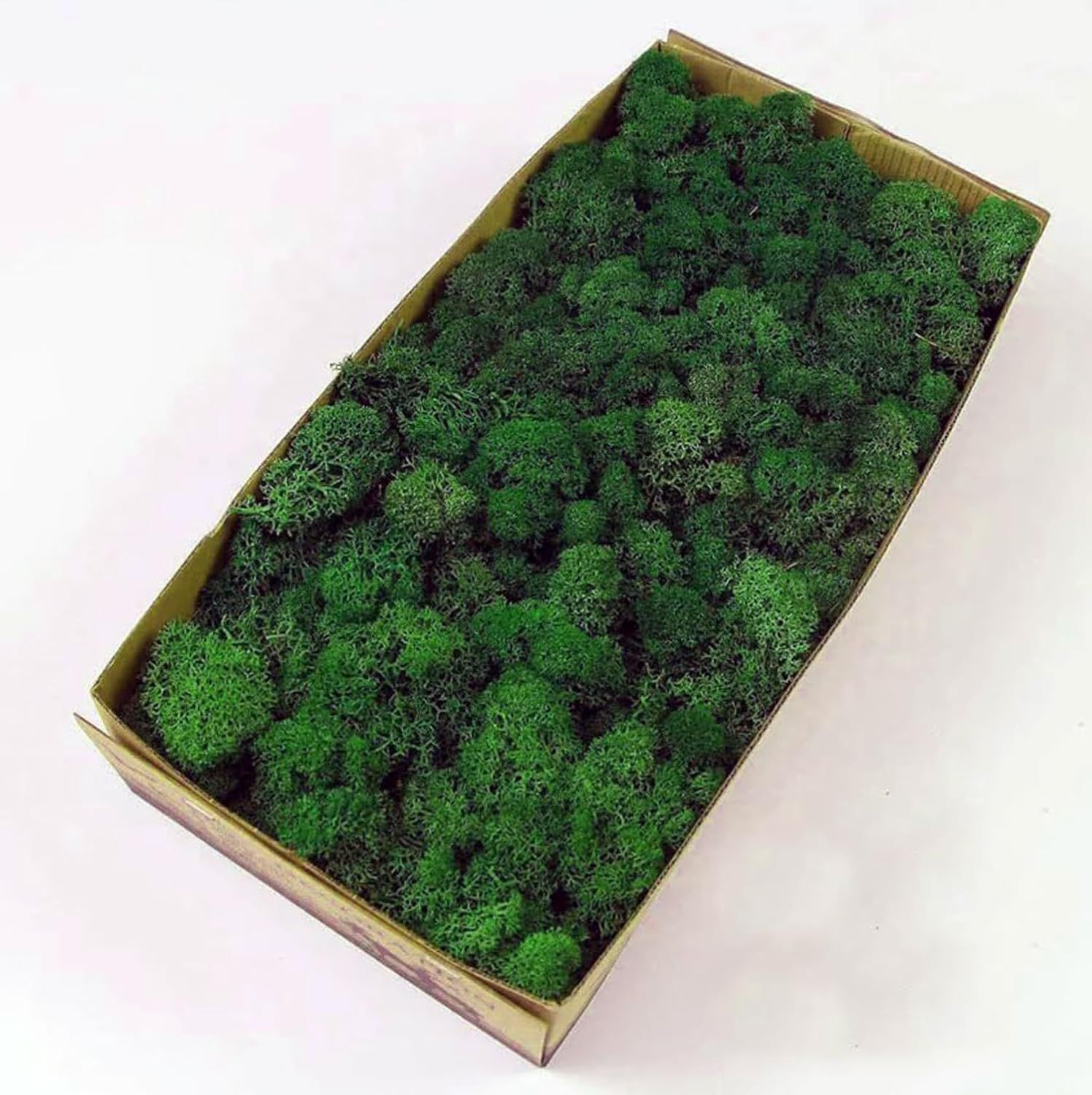 Preserved Reindeer Moss Natural Green DIY Kit Gardening Art Wall Decor Florist 