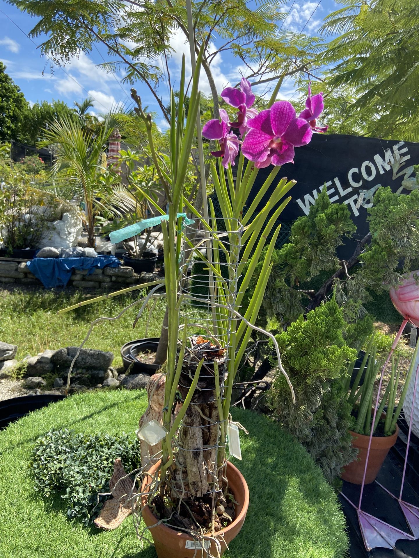 Blooming Ascosenda Orchid