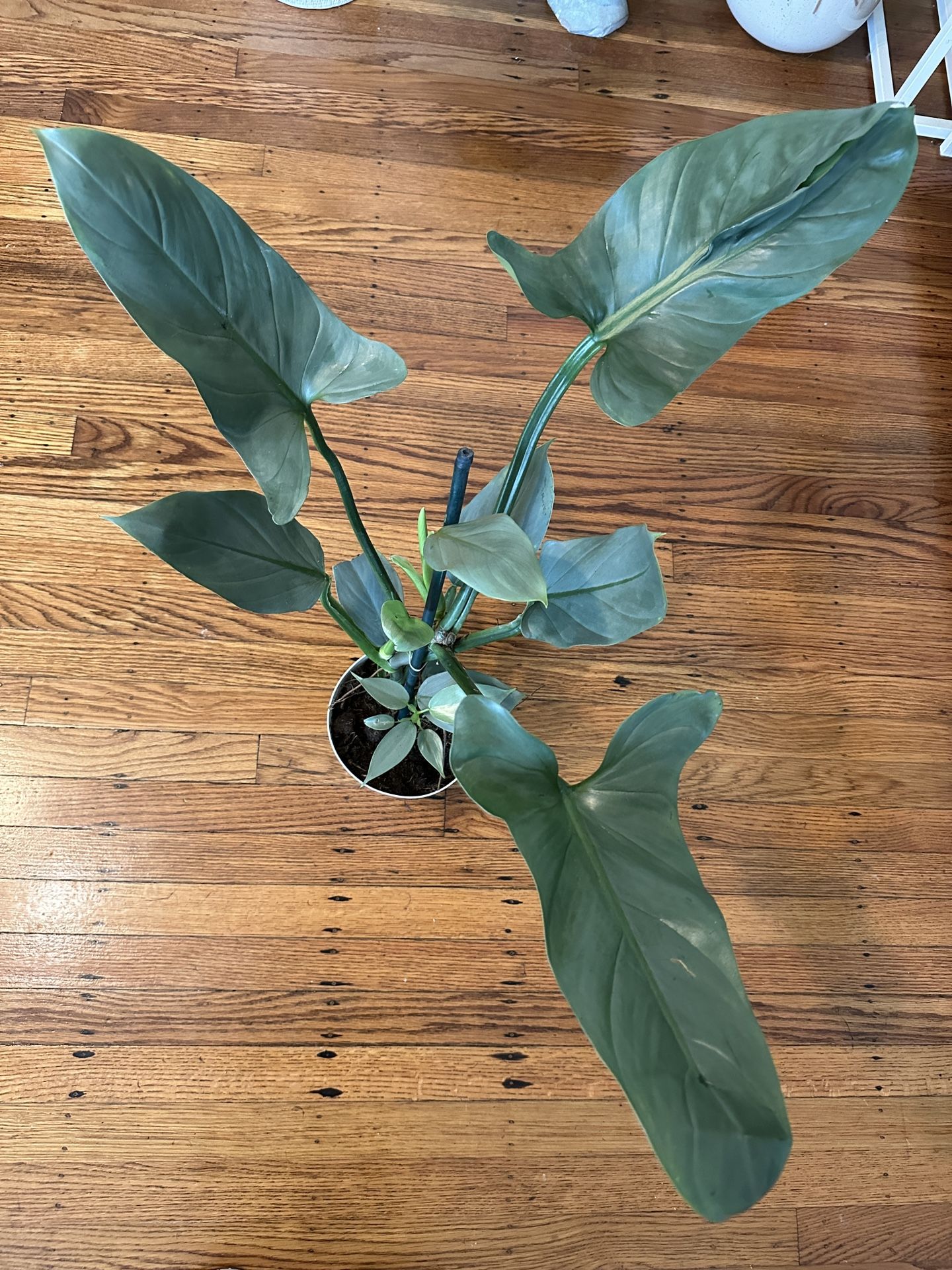 Large Philodendron Silver Sword Plant