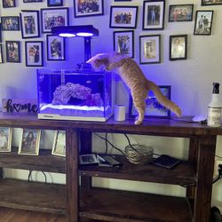 Neptunian Cube All In 1 Fish Tank 