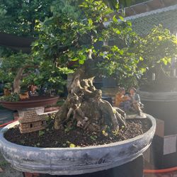 Bonsai For Sale 