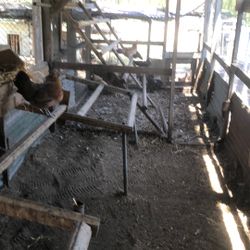Chicken manure