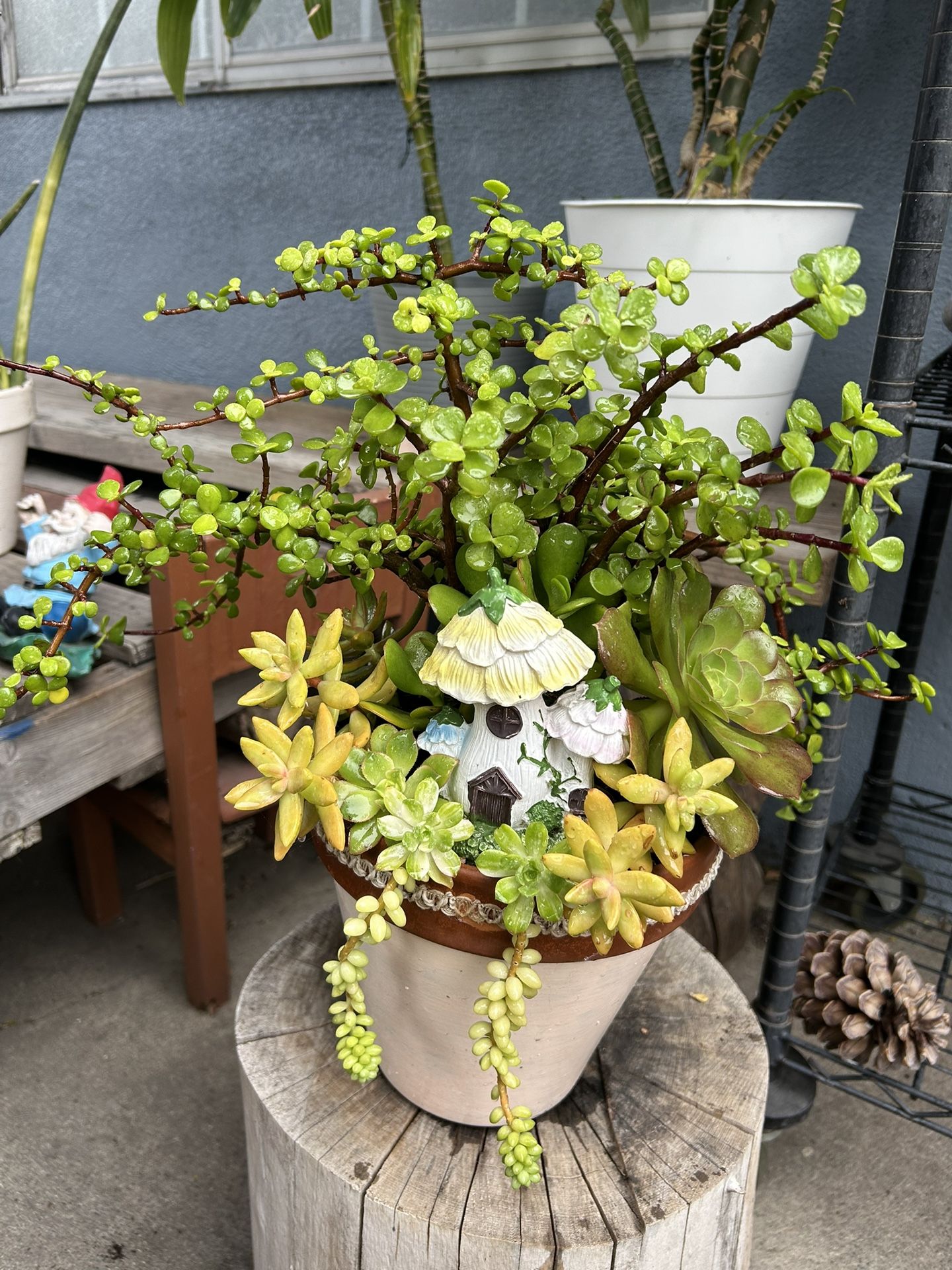 Succulents Arrangements $17 Each