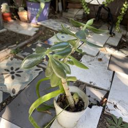 Jade Potted Succulent