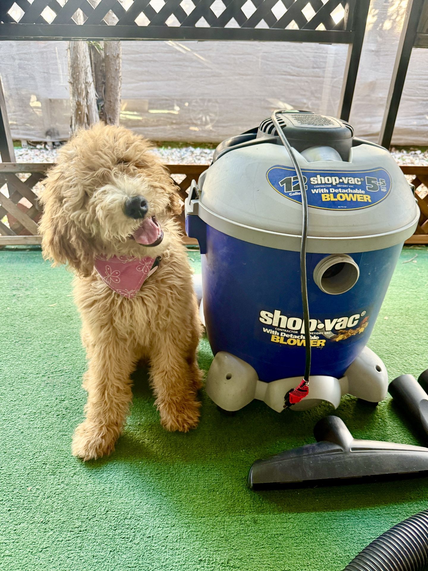 Shop-Vac 12 Gallon Wet/Dry Vacuum – With Detachable Blower (5.5 Peak HP)