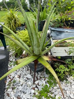 Aloe Vera
