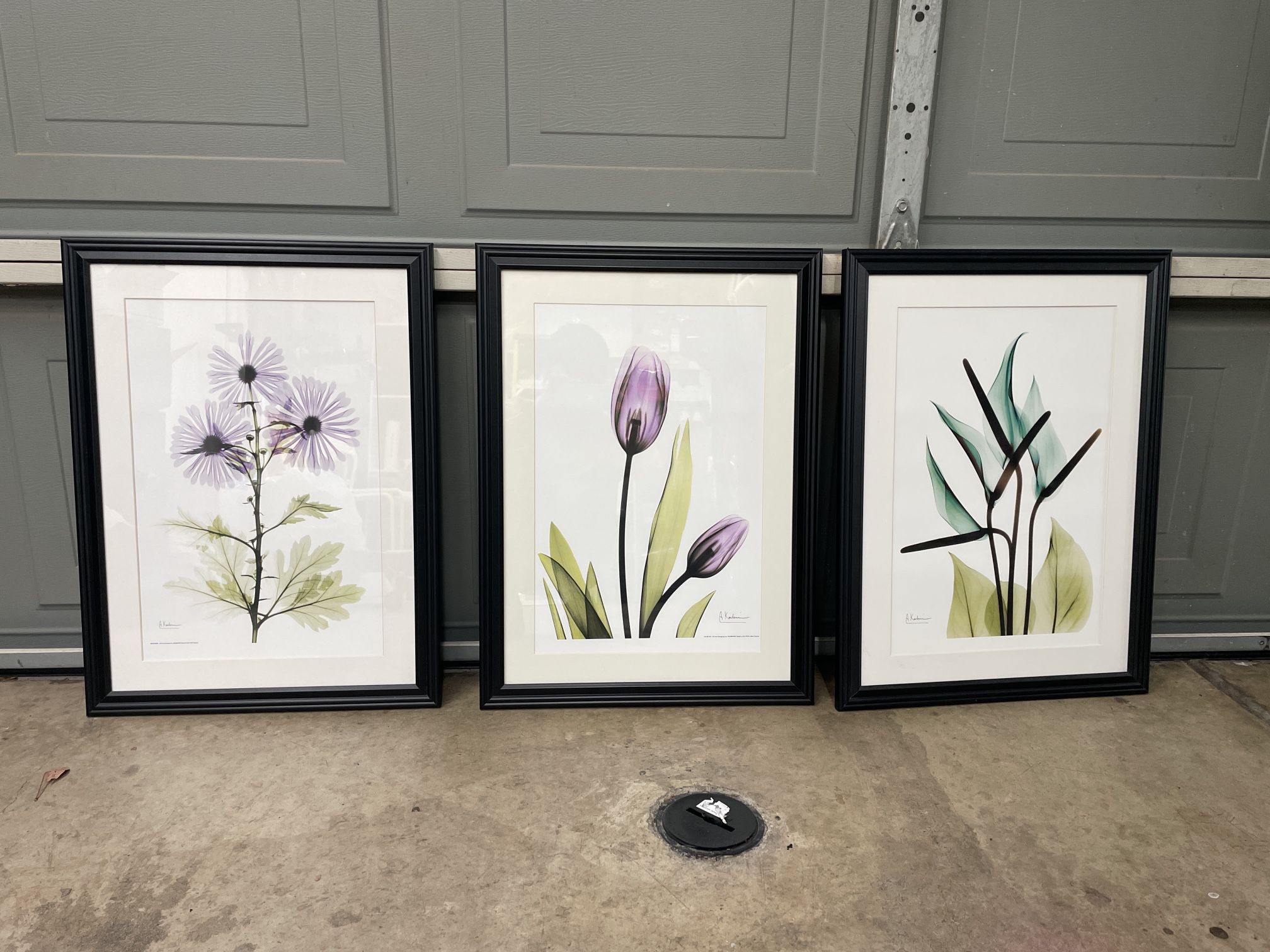 Set of 3 Framed Botanical Prints