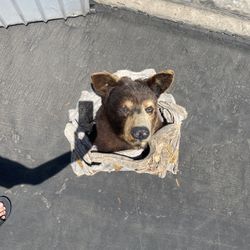 Real Bear Head 