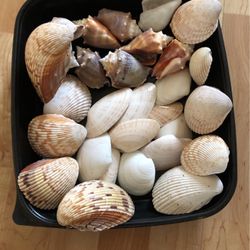 Bag Of 30 Varieties Of Seashells . Use It For Decorations.