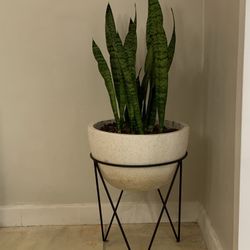 West Elm Planter With Natural Plant