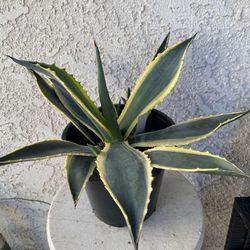 1.5 Gallon Pot of Succulent Plant - Agave Americana Variegated - Rooted & Established Plant - Drought Resistant - 🪴