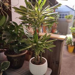 Dracaena Indoor Plant