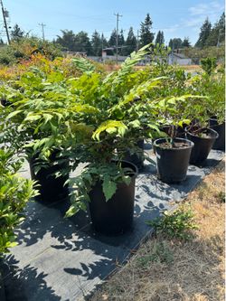 Mahonia x ‘Winter Sun’ 5gal