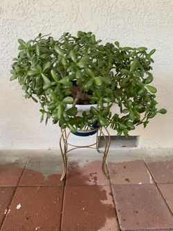 Money plant