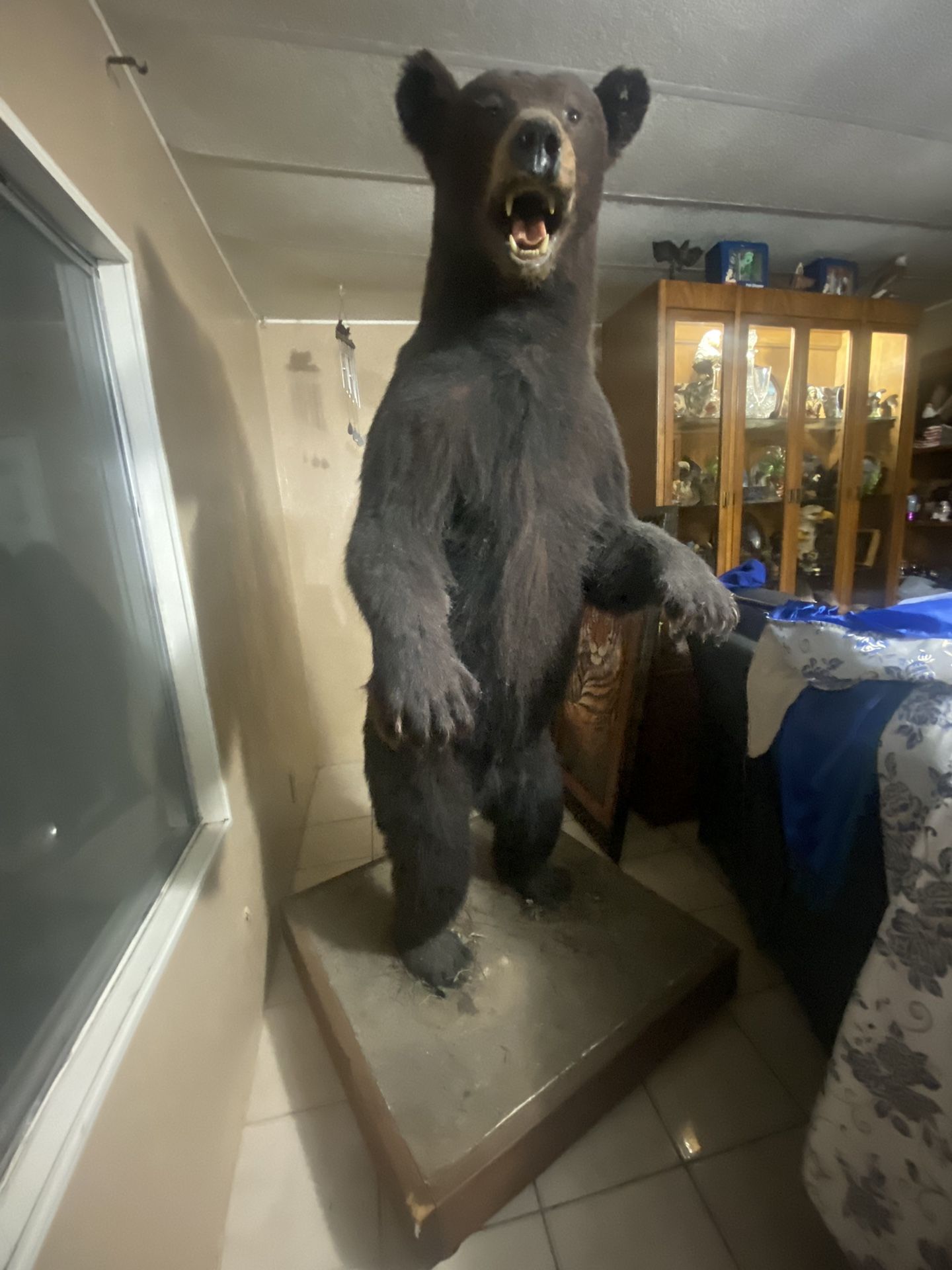 The mountain bear is in good condition, it measures 67 in length, I paid $3,500 for it, I am asking for $1,500 cash only.