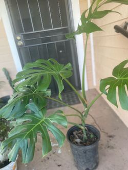 Monstera Delisiosa Plant