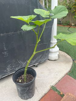 Yerba Santa