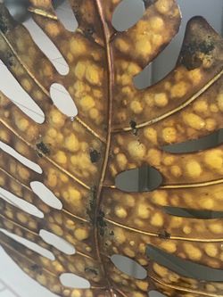 Beautiful Leaf Decor.. 23” In Height