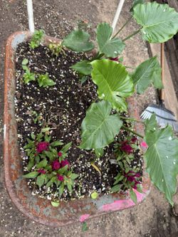 Plants