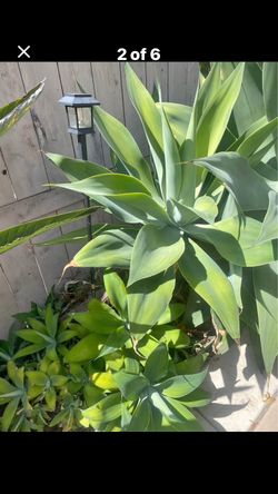 Agave plants very large easy to grow