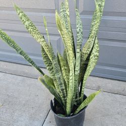 Sansevieria 