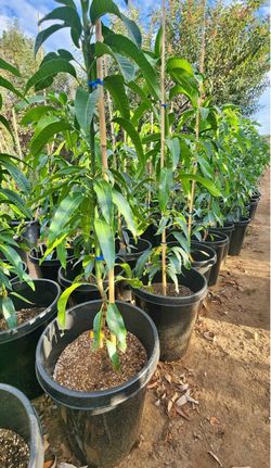 Mango trees new vars in 15gal ( part 2 )