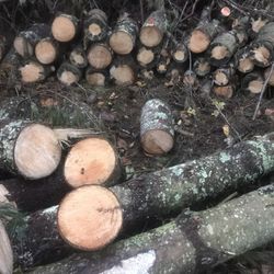 Fire wood Logs Rounds