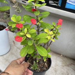 Planta natural🪴corona de espinas $6