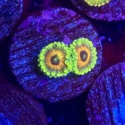 Watermelon Zoa Toy Display Decor