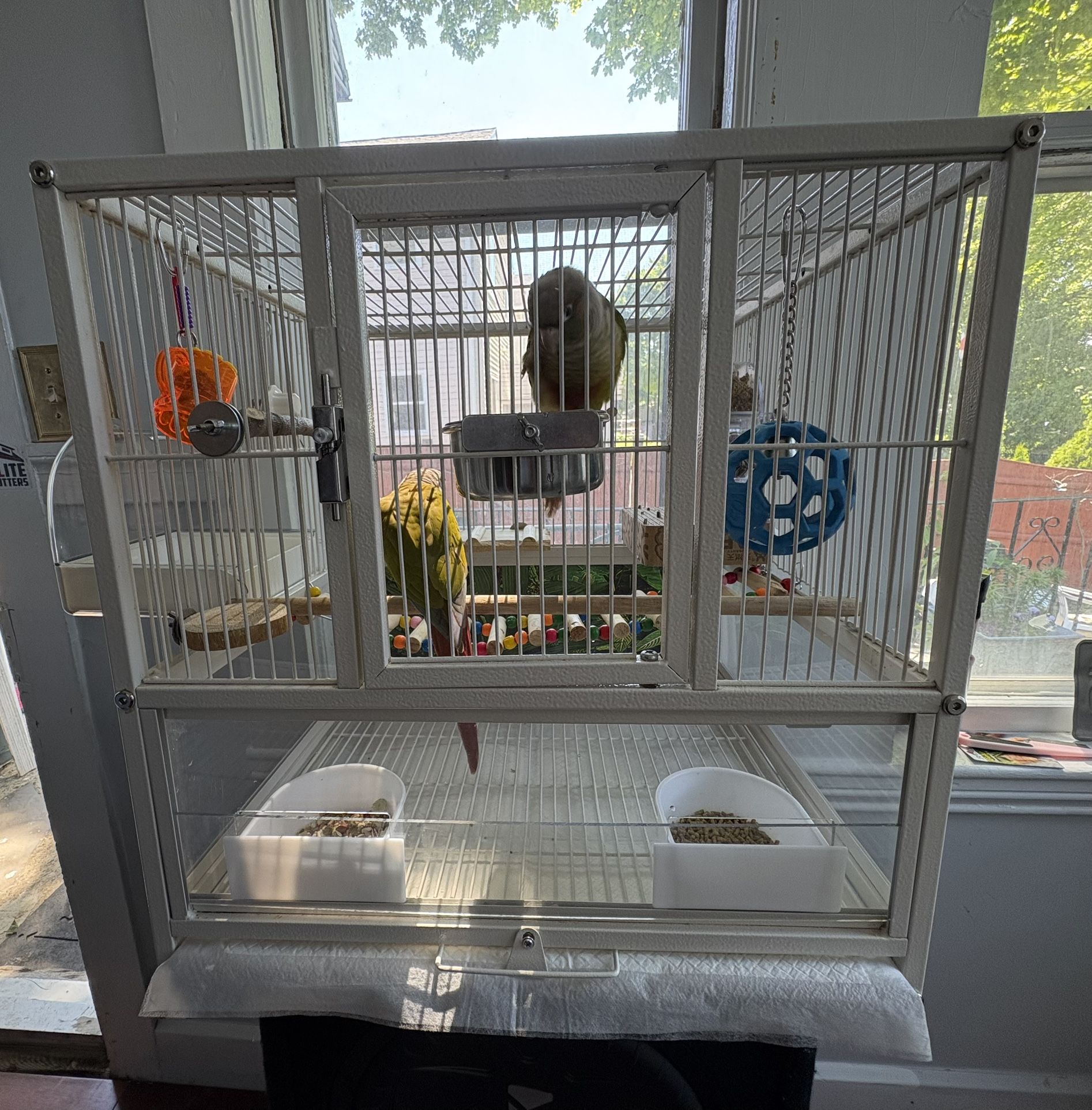 Bird Cage