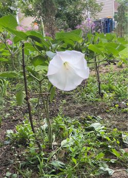 Brugmansias (white angel’s trumpet )