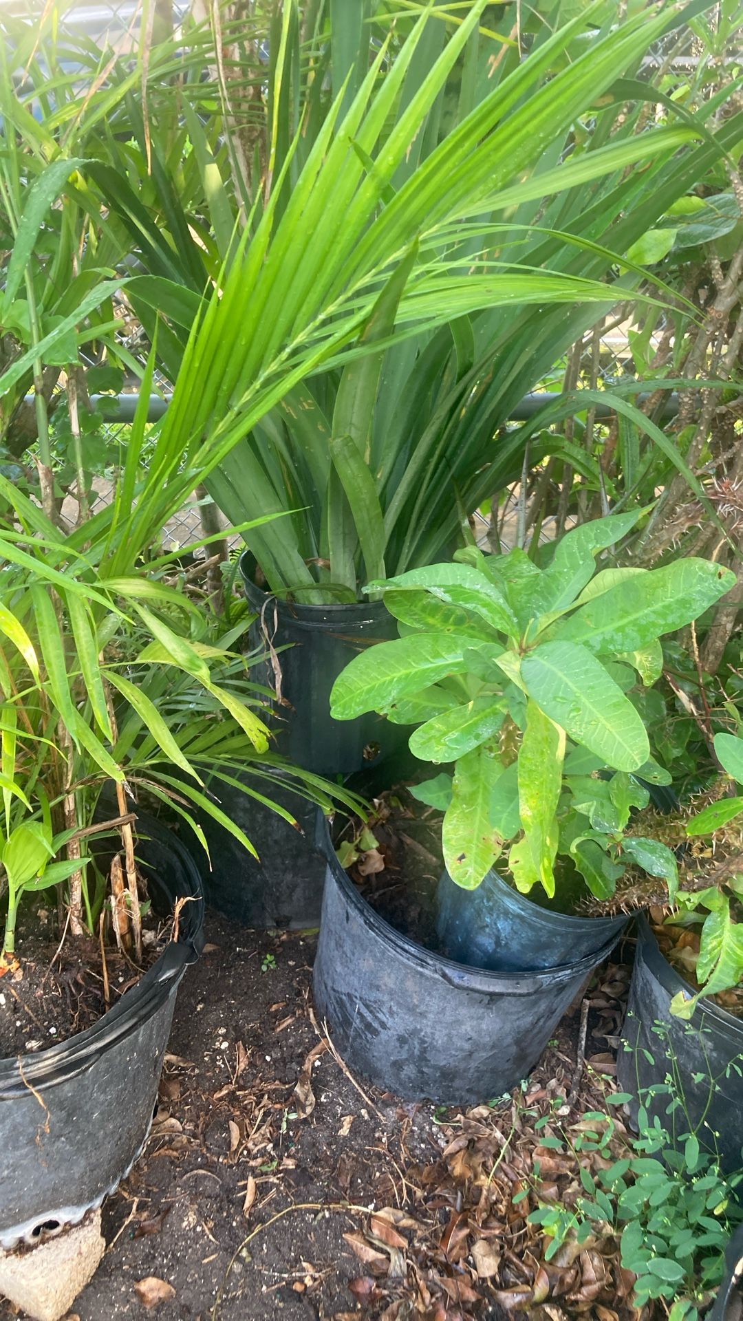 LPlantas