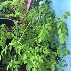 MoringaTrees…Called The Tree Of Life