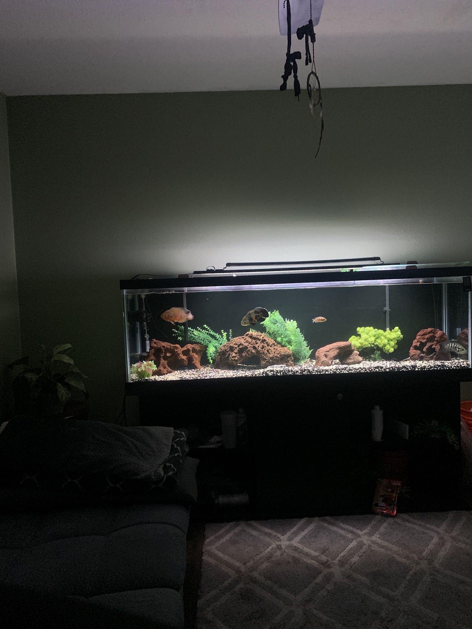 125 Gallon Fish Tank Set Up