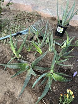 Aloe Vera