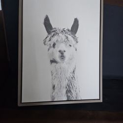 Llama Picture