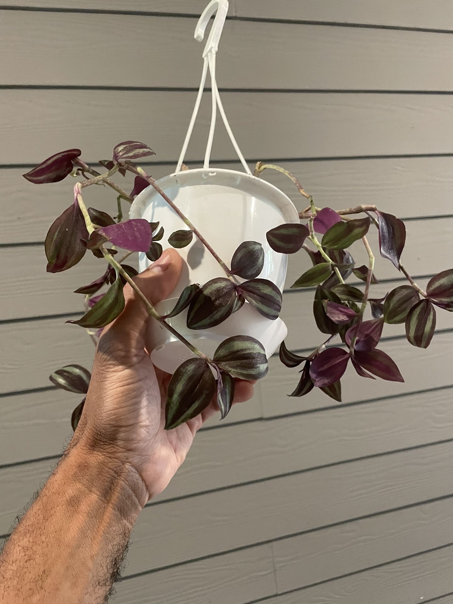 Tradescantia Zebrina | Inch Plant | In Hanging Basket | Quick Grower | Expect A Full Basket By Fall