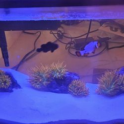 Fake Bubble Tip Anemone $50 Each