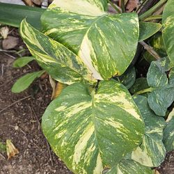 Hawaiian Pothos Plants 