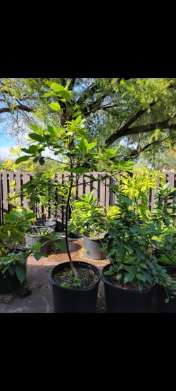 Mango Tree. Mamey Tree. Avocado Tree. All Grafted