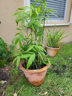 Bamboo plant potted very full wirh many new babies growing. About 40" tall $25