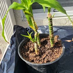 Dracena Lucky Bamboo