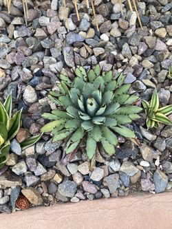 Agave Black Spined Macroacantha 4 W